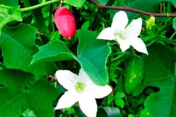 Cây dại leo bờ rào hoá "mỏ vàng", cả lá và quả đều thành đặc sản, trồng một lần hái bán quanh năm