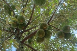 Loại quả đắt nhất thế giới, Việt Nam trồng thành công một lần thu hoạch nhiều năm, là đặc sản nổi tiếng 400.000 đồng/kg