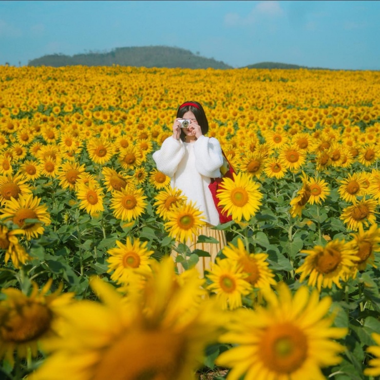 Cánh đồng hoa hướng dương cách Hà Nội 250 km, khách đi từ nửa đêm tới check-in - 3