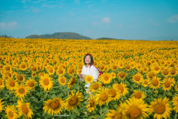 Cánh đồng hoa hướng dương cách Hà Nội 250 km, khách đi từ nửa đêm tới check-in - 2