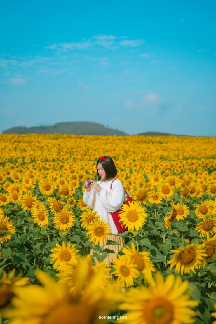 Cánh đồng hoa hướng dương cách Hà Nội 250 km, khách đi từ nửa đêm tới check-in - 4