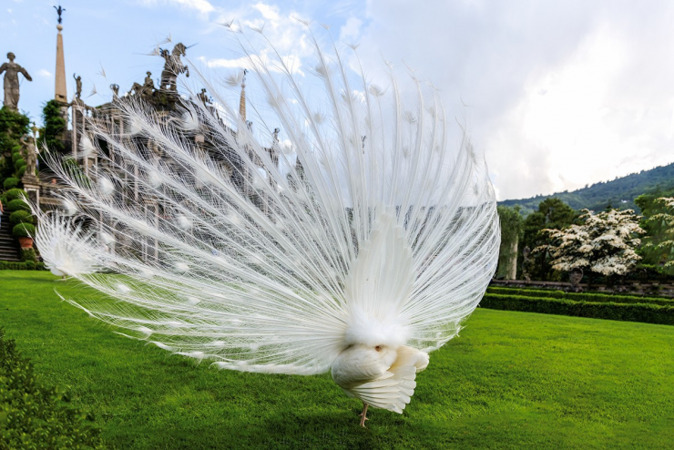 Đối với giới siêu giàu, công trắng không chỉ là thú cưng mà còn là “tác phẩm nghệ thuật sống”, góp phần nâng tầm giá trị bất động sản và thể hiện đẳng cấp chủ nhân.