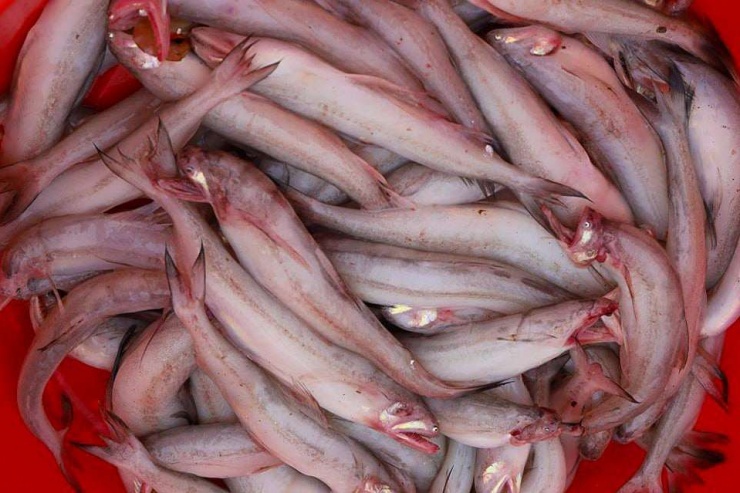 Cá khoai là tên gọi dân gian của một loài cá biển thân mềm. Ảnh minh họa