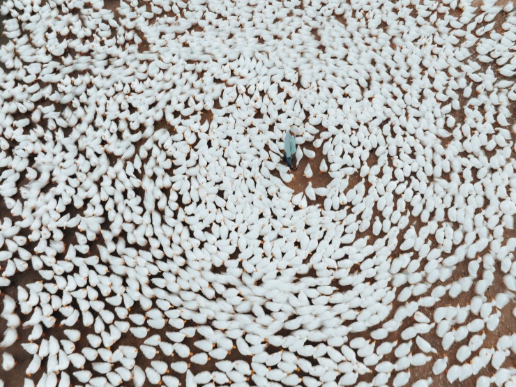 Đẹp ngỡ ngàng 'lốc xoáy' vịt trắng muốt ở Tây Ninh - 2