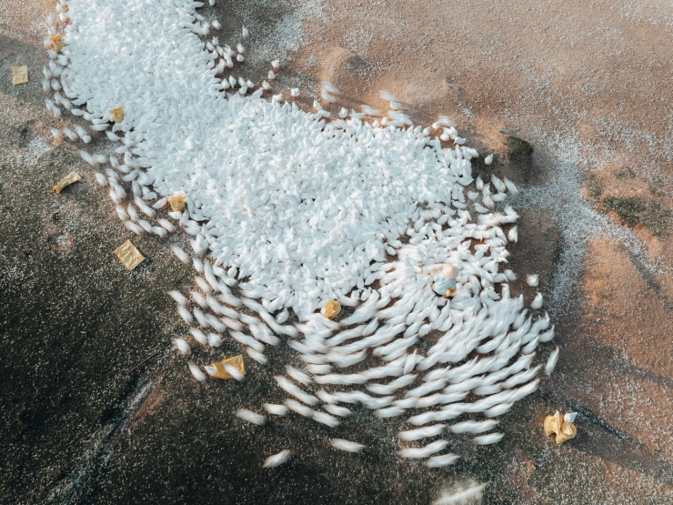 Đẹp ngỡ ngàng 'lốc xoáy' vịt trắng muốt ở Tây Ninh - 1