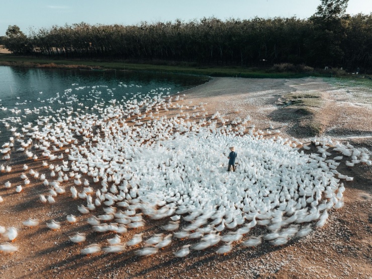 Đẹp ngỡ ngàng 'lốc xoáy' vịt trắng muốt ở Tây Ninh - 3