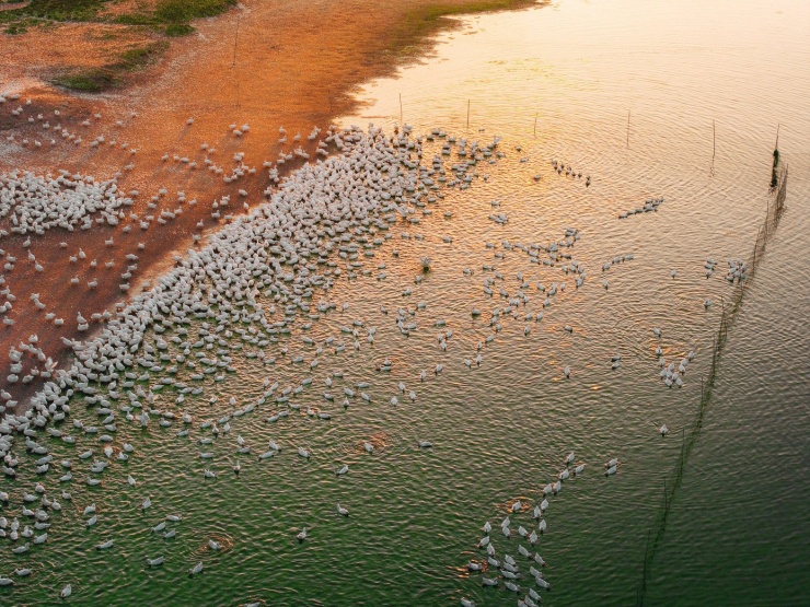 Đẹp ngỡ ngàng 'lốc xoáy' vịt trắng muốt ở Tây Ninh - 4