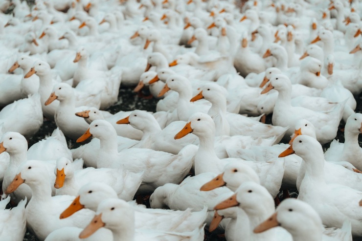 Đẹp ngỡ ngàng 'lốc xoáy' vịt trắng muốt ở Tây Ninh - 7