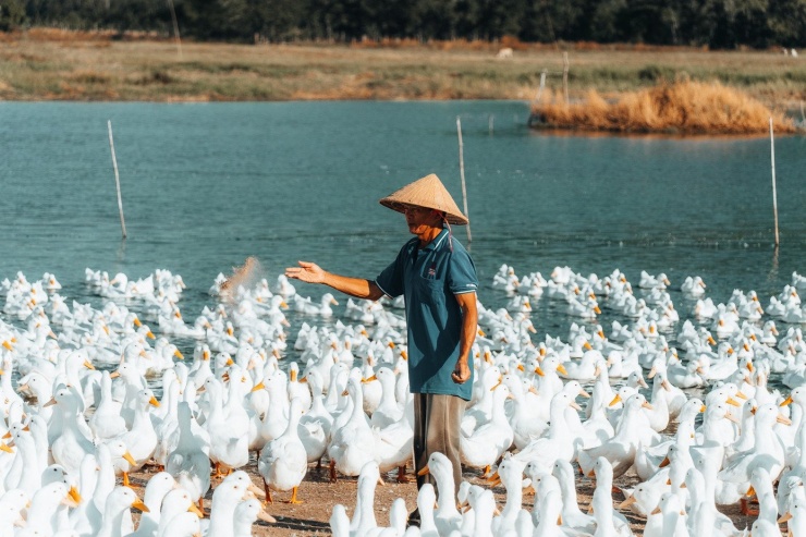 Đẹp ngỡ ngàng 'lốc xoáy' vịt trắng muốt ở Tây Ninh - 6