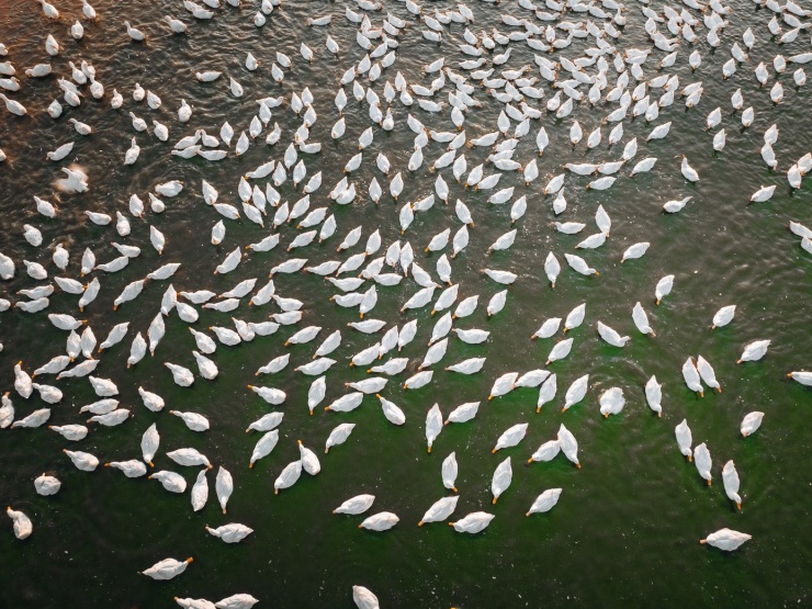 Đẹp ngỡ ngàng 'lốc xoáy' vịt trắng muốt ở Tây Ninh - 9