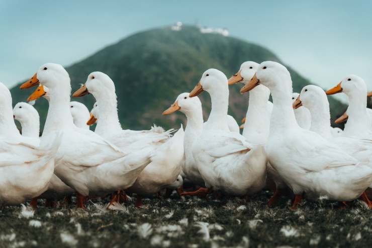 Đẹp ngỡ ngàng 'lốc xoáy' vịt trắng muốt ở Tây Ninh - 8