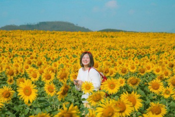 Cánh đồng hoa hướng dương cách Hà Nội 250 km, khách đi từ nửa đêm tới check-in