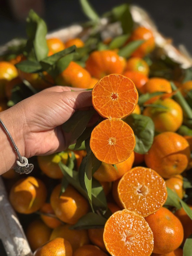 Cam canh có hương vị thơm ngon, ngọt sắc nên được nhiều người tiêu dùng ưa chuộng.