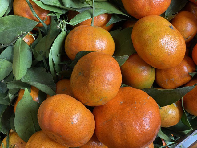 Để phân biệt được cam canh chuẩn, người tiêu dùng cần chú ý những đặc điểm như: kiểu dáng, kích thước, màu sắc, giá cả...