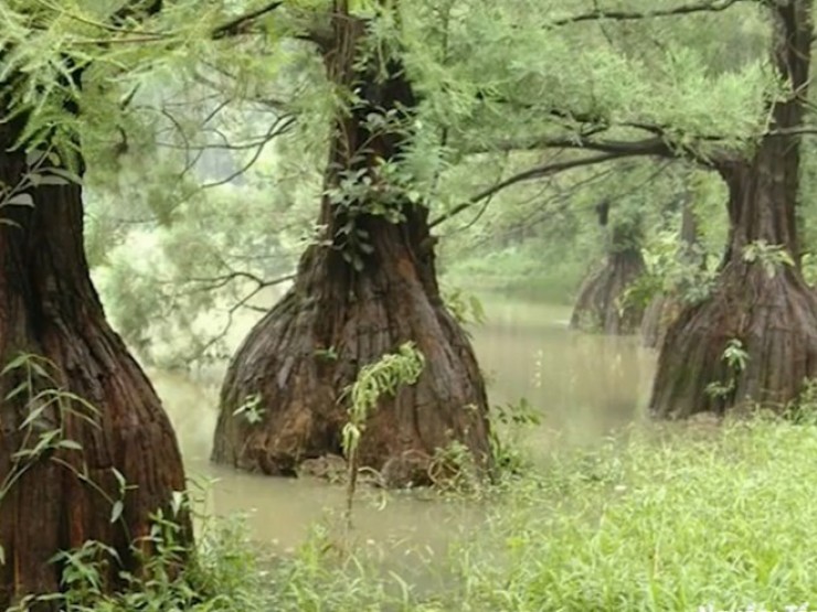 Cây quý hiếm đắt ngang biệt thự được gọi là “báu vật triệu năm”