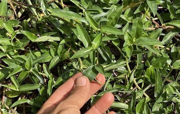 Thài lài trắng là loại cây dại quen thuộc ở ruộng ẩm. (Ảnh minh hoạ)