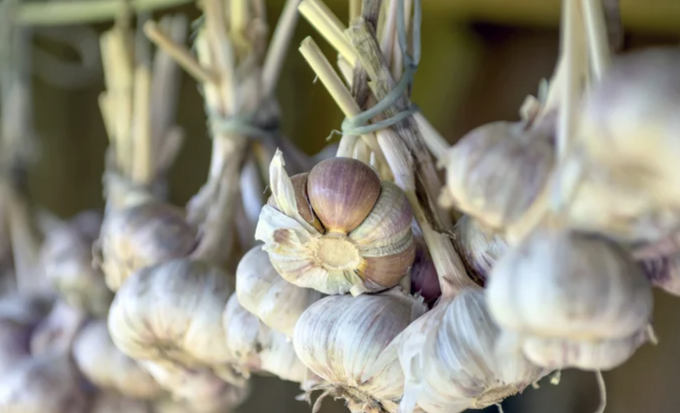 Tỏi là gia vị quen thuộc trong nhà bếp của người Việt. Ảnh: Tasting Table