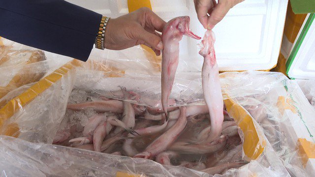 Số lượng lớn cá khoai sử dụng chất cấm đang giao cho các tiểu thương bị bắt giữ.