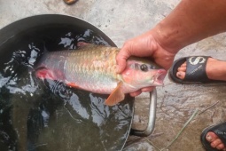 "Báu vật" sông Đà nằm trong "ngũ quý hà thủy", suýt tuyệt chủng nay hồi sinh, nửa triệu đồng/kg