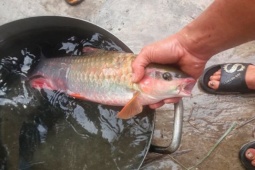 "Báu vật" sông Đà nằm trong "ngũ quý hà thủy", suýt tuyệt chủng nay hồi sinh, nửa triệu đồng/kg