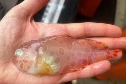 Tin tức sức khỏe - 3 loại cá đang ‘làm mưa làm gió’ vì công dụng bổ xương khớp cực bất ngờ!