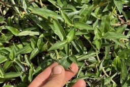 Loại rau mọc đầy ruộng giúp hạ sốt, lợi tiểu, hỗ trợ viêm nhiễm