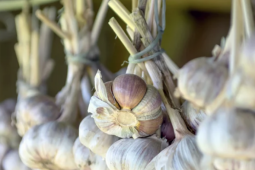 Sai lầm khi dùng tỏi gần như ai cũng mắc