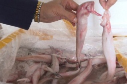 Thu giữ hơn 10 tấn cá khoai sử dụng chất cấm cực độc