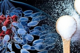 Tế bào ung thư 'thích' gì nhất? Hiểu đúng để phòng bệnh từ trong bữa cơm nhà bạn