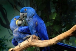 5 loài chim được giới siêu giàu chọn làm thú cưng, có con đắt hơn cả siêu xe, giá trị lên đến hàng tỷ đồng