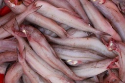 Cá khoai là cá gì mà "tan như cháo" khi nấu nhưng vẫn khiến nhiều người thích thú