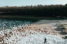 Đẹp ngỡ ngàng 'lốc xoáy' vịt trắng muốt ở Tây Ninh