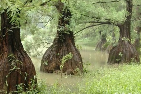 Cây quý hiếm đắt ngang biệt thự được gọi là “báu vật triệu năm”