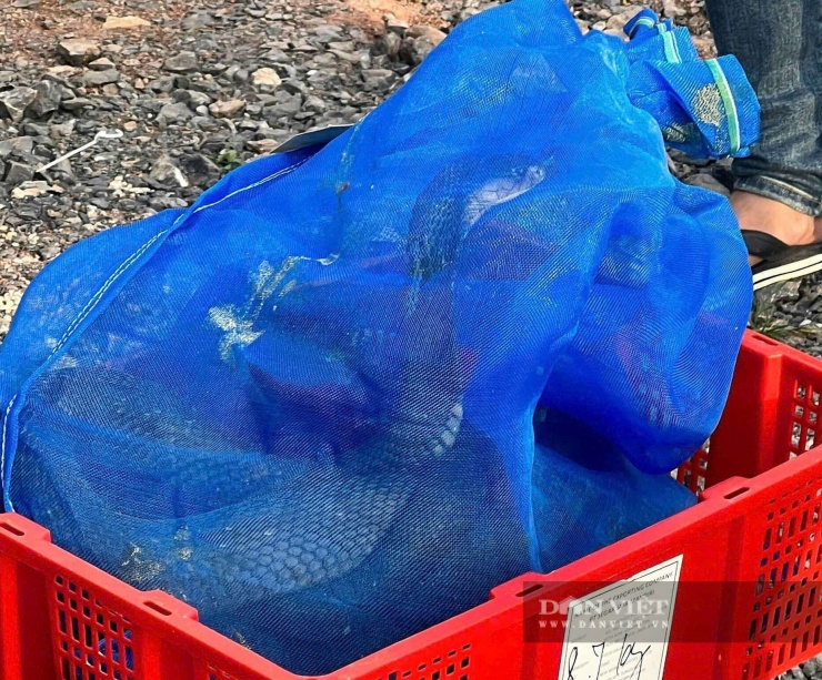 Gần 1 tấn rắn hổ mang không có giấy tờ chứng minh nguồn gốc hợp pháp. Ảnh: Trần Khôi.