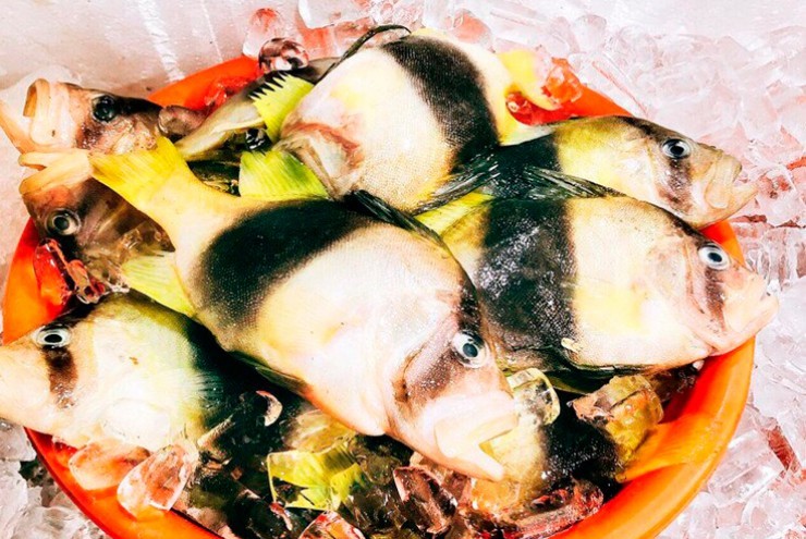 Loại cá ở Việt Nam đẹp như cá cảnh, thịt trắng và thơm ngọt như thịt gà, bán "đắt hàng như tôm tươi"