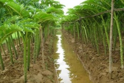 Cây dại cả củ và thân đều là đặc sản, trước không ai biết đến nay hoá "mỏ tiền", trồng 4 tháng thu hoạch