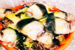 Loại cá ở Việt Nam đẹp như cá cảnh, thịt trắng và thơm ngọt như thịt gà, bán "đắt hàng như tôm tươi"