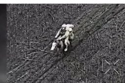 Điểm nóng xung đột ngày 24-12: Binh sĩ Nga dùng cách"lạ", Ukraine tấn công đội tàu Nga