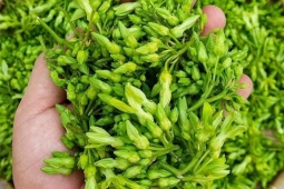 2 món rau của người Việt là 'thuốc chữa đau đầu', ăn vào ngủ ngon đến sáng