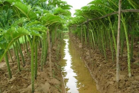 Cây dại cả củ và thân đều là đặc sản, trước không ai biết đến nay hoá "mỏ tiền", trồng 4 tháng thu hoạch