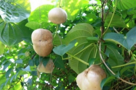 Đặc sản có tên "ngượng đỏ mặt", xưa leo bờ rào nay thành món khoái khẩu được ưa chuộng vì hương vị lạ, 40.000 đồng/kg