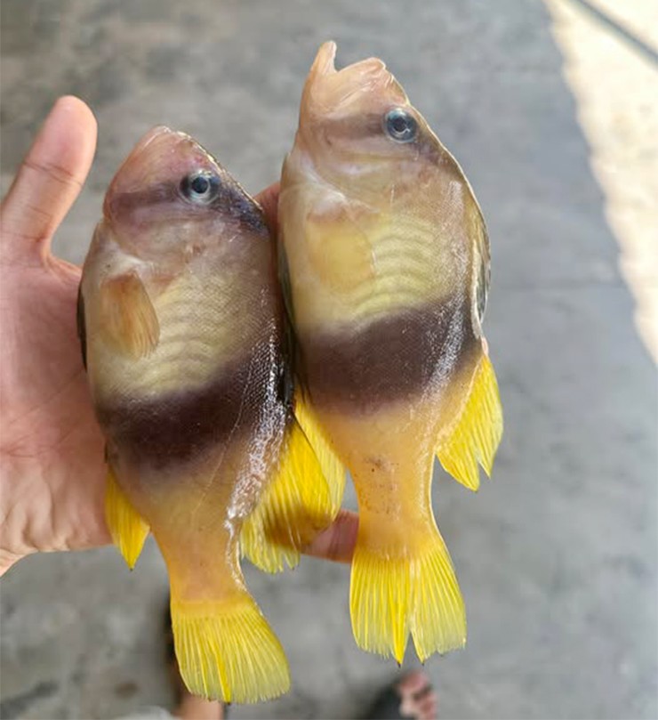 Cá sơn gà là một trong những loài cá biển hiếm của Việt Nam, được nhiều người ví đẹp như cá cảnh nhưng lại có chất lượng thịt thơm ngon.
