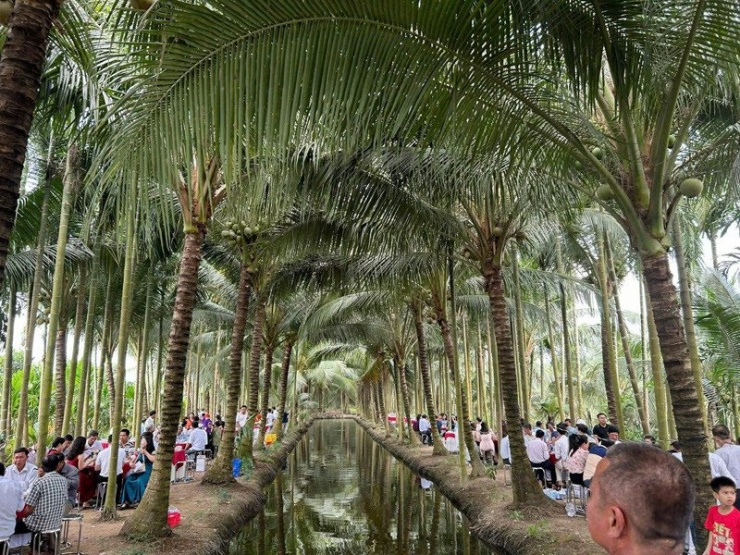 Bàn tiệc được xếp giữa những rặng dừa&nbsp;