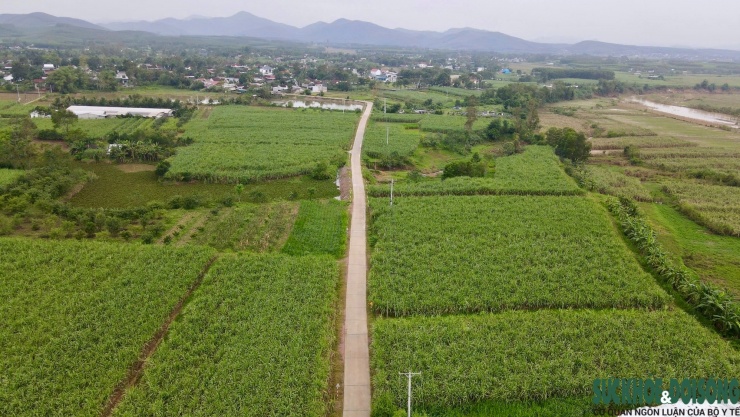 Xã Nghĩa Hưng (trước đây thuộc huyện Nghĩa Đàn) nổi tiếng với nghề trồng mía, nấu mật và chế biến nhiều sản phẩm truyền thống từ mật mía. Nghĩa Hưng có hàng trăm hộ dân tham gia, trong đó có khoảng 150 xưởng lớn. Họ sản xuất mật, đường phên, đường phèn, đường thảo dược...