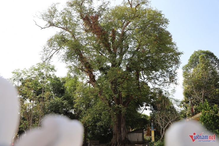 Cây me cổ thụ gần 700 năm tuổi trong khuôn viên chùa