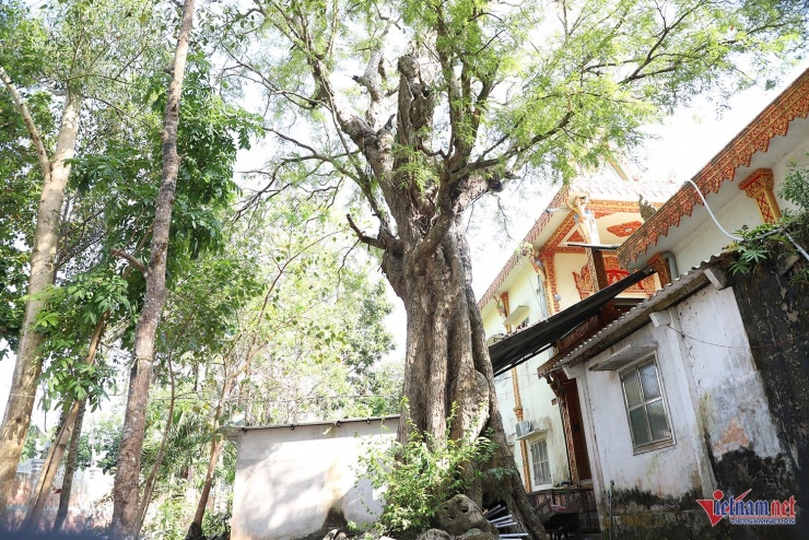 Cây me sau chánh điện ước tính tuổi đời khoảng 300 năm