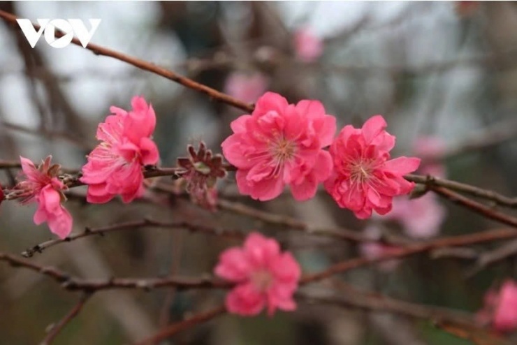 Chỉ thị của Ban Bí thư về việc tổ chức Tết Bính Ngọ năm 2026 - 1