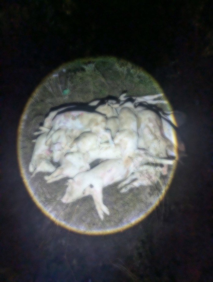 Hiện trường vụ đào xác heo dịch bệnh bán ra thị trường