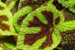 Tin tức sức khỏe - Loại lá quen thuộc đang được người bị đau xương khớp “truyền tai nhau” săn lùng