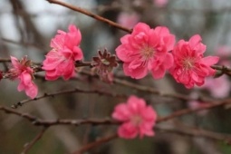 Chỉ thị của Ban Bí thư về việc tổ chức Tết Bính Ngọ năm 2026